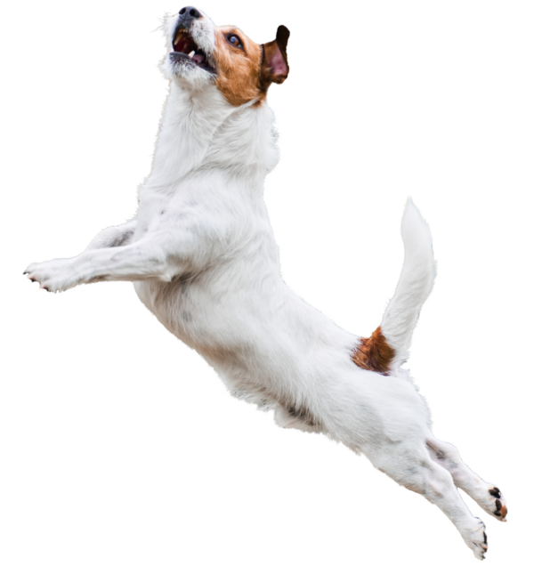 Dog Training KC Elite Dog Training